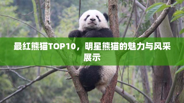 最红熊猫TOP10,明星熊猫的魅力与风采展示