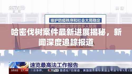 哈密伐树案件最新进展揭秘,新闻深度追踪报道