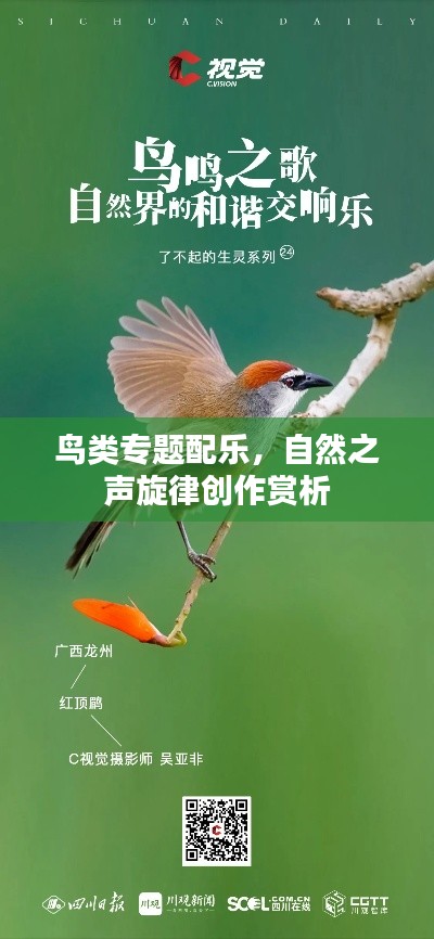 鸟类专题配乐,自然之声旋律创作赏析