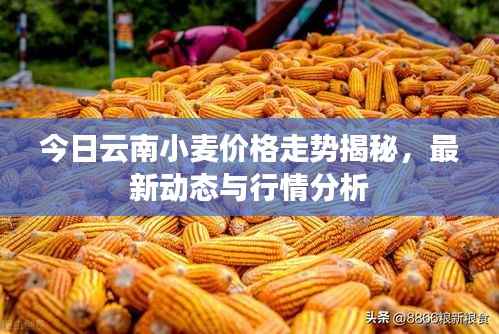 今日云南小麦价格走势揭秘,最新动态与行情分析