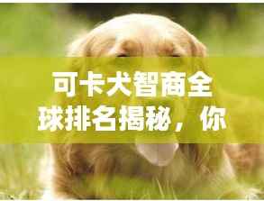 可卡犬智商全球排名揭秘,你不知道的惊人真相!