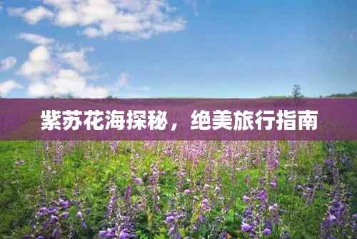 紫苏花海探秘，绝美旅行指南