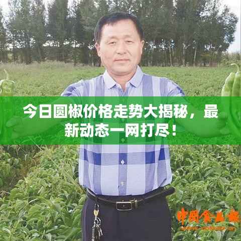 今日圆椒价格走势大揭秘,最新动态一网打尽!