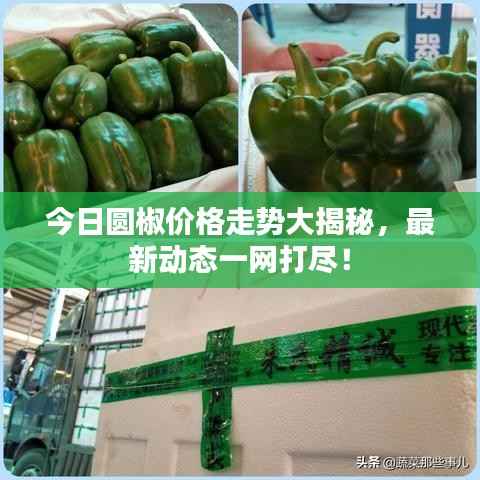 今日圆椒价格走势大揭秘,最新动态一网打尽!