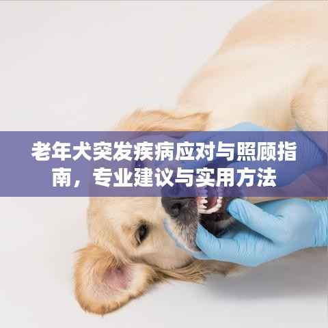 老年犬突发疾病应对与照顾指南,专业建议与实用方法
