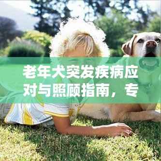 老年犬突发疾病应对与照顾指南,专业建议与实用方法