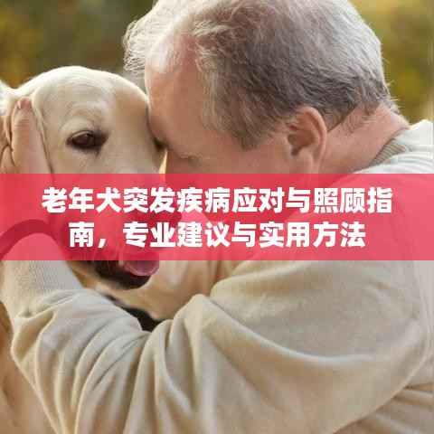 老年犬突发疾病应对与照顾指南,专业建议与实用方法