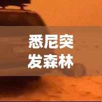 悉尼突发森林大火原因揭秘,深度探究事件背后的真相