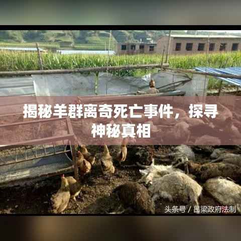 揭秘羊群离奇死亡事件,探寻神秘真相