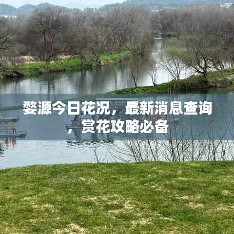 婺源今日花况,最新消息查询,赏花攻略必备