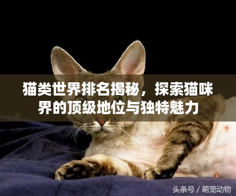 猫类世界排名揭秘,探索猫咪界的顶级地位与独特魅力