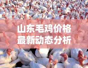 山东毛鸡价格最新动态分析,今日行情走势揭秘!