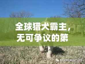 全球猎犬霸主，无可争议的第一地位与超凡能力