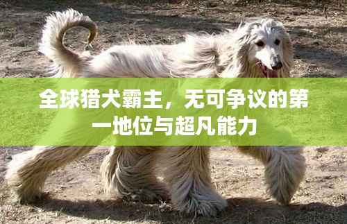 全球猎犬霸主,无可争议的第一地位与超凡能力