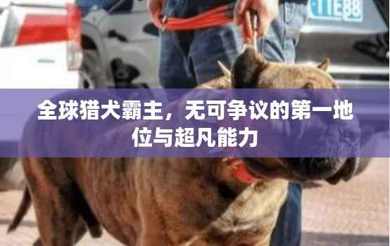 全球猎犬霸主,无可争议的第一地位与超凡能力