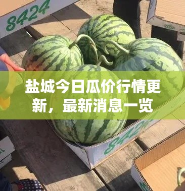 盐城今日瓜价行情更新,最新消息一览
