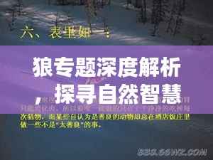 狼专题深度解析，探寻自然智慧与人生启示