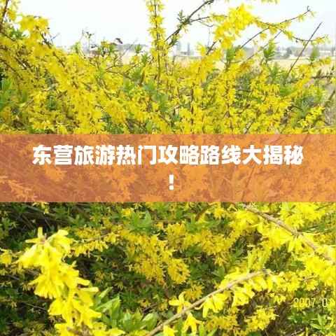 东营旅游热门攻略路线大揭秘!