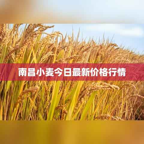 南昌小麦今日最新价格行情