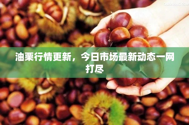 油栗行情更新，今日市场最新动态一网打尽