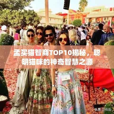 孟买猫智商TOP10揭秘,聪明猫咪的神奇智慧之源