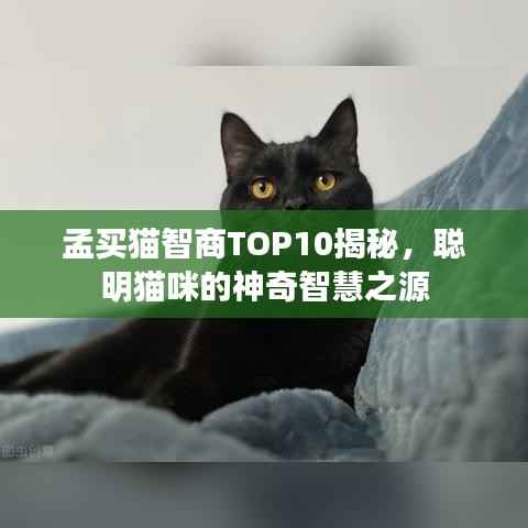 孟买猫智商TOP10揭秘,聪明猫咪的神奇智慧之源