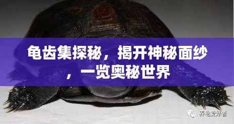 龟齿集探秘,揭开神秘面纱,一览奥秘世界