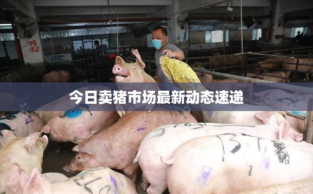 今日卖猪市场最新动态速递