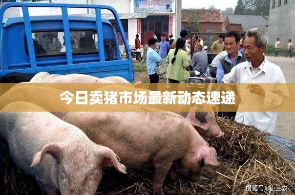 今日卖猪市场最新动态速递