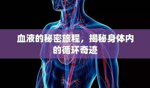 血液的秘密旅程，揭秘身体内的循环奇迹